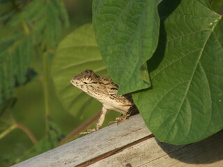 A photo of a chameleon sitting on a tree branch basking in the sun.
