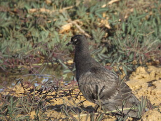 Close-up photo of a pigeon in the afternoon sunlight.