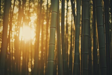 Obraz premium Enchanting Bamboo Forest Bathed in Golden Sunset Glow