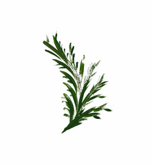 Watercolor green twig isolated on white background.  Artistic Creations. Hand-drawn graphics of branch. Design Element