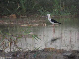 Close-up photo of a Himantopus himantopus standing in the middle of a body of water.