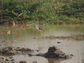 Himantopus himantopus standing in the middle of a body of water