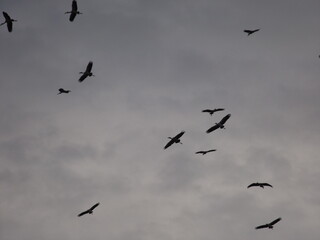 A flock of egrets are flying home in the evening.
