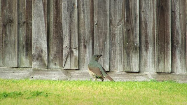 Female Satin Bowerbird Eating Grass in Front of Fence in Garden Australia, Victoria, Maffra, Gippsland
