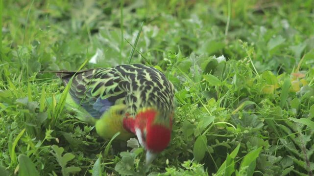 Eastern Rosella Bird Foraging Eating Weeds In Garden Close Up Australia, Victoria, Gippsland, Maffra