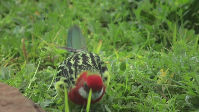 Eastern Rosella Bird Foraging Eating Weeds In Garden Australia, Victoria, Gippsland, Maffra