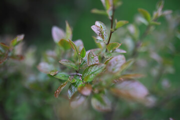 Summer landscape, lush green vegetation and nature.