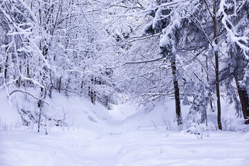 The forest is covered with snow. Frost and snowfall in the park. Winter snowy frosty landscape.