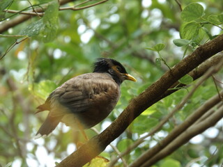 A brown myna perched on a tree.
