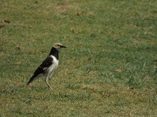Asian Pied Starling in beautiful nature