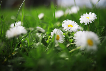 Flowers and plants summer field in sunlight