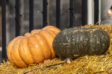 Pumpkins laying outdoor under the sun close-up
