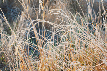Fototapeta premium Frost-covered dry autumn grass in a field during a cold morning, creating a wintery scene.