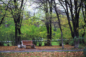 Beautiful autumn park. Russian North. Autumn trees and leaves. Autumn Landscape.Park in Autumn. Forest in Autumn.