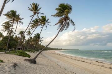 Ocean Beach With Palm Trees 