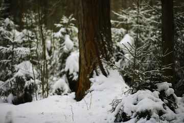 Winter snowy frosty landscape. The forest is covered with snow. Frost and fog in the park.