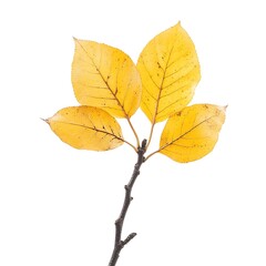 Birch Tree isolated on a white background, close up