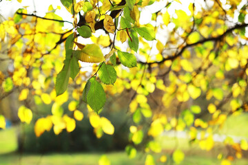 city park without people on an autumn day, bright rays of the sun shine through the crowns of maple trees