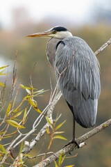 Majestic Grey Heron on Tree Branch