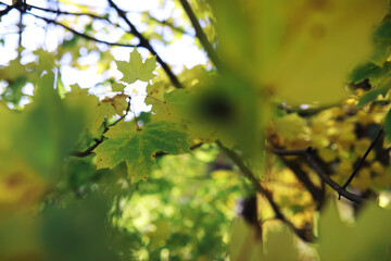 Beautiful autumn park. Russian North. Autumn trees and leaves. Autumn Landscape.Park in Autumn. Forest in Autumn.