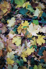 Beautiful autumn park. Russian North. Autumn trees and leaves. Autumn Landscape.Park in Autumn. Forest in Autumn.