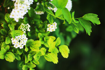 Spring bloom. The first flowers against the background of green spring.