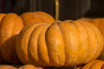 Pumpkins laying outdoor under the sun close-up