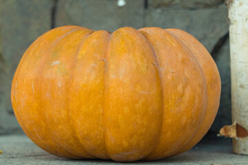 Pumpkins outdoor close-up