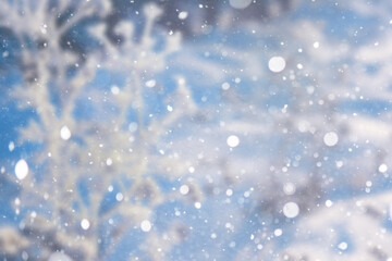 Fototapeta premium Blurred snow background. Winter landscape. Trees and plants covered with snow.