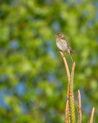 Zięba Fringilla coelebs