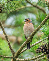 Zięba Fringilla coelebs