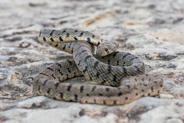 An Algerian Whip Snake, Hemorrhois algirus, found on the Island of Malta, there known as Serp Ahdar