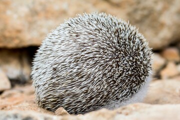 An Algerian Hedgehog, or North African Hedgehog, Atelerix algirus, shot in the countryside of Malta.