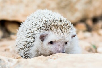 An Algerian Hedgehog, or North African Hedgehog, Atelerix algirus, shot in the countryside of Malta.
