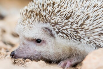 An Algerian Hedgehog, or North African Hedgehog, Atelerix algirus, shot in the countryside of Malta.