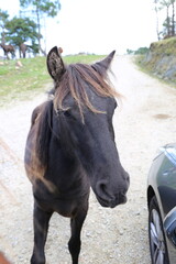 Obraz premium Caballos salvajes