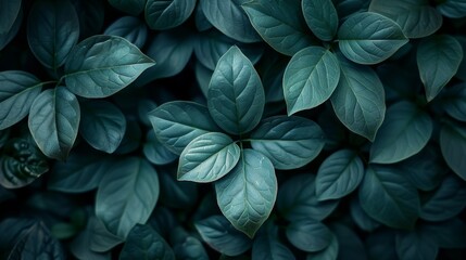Fototapeta premium Dark green leaves background