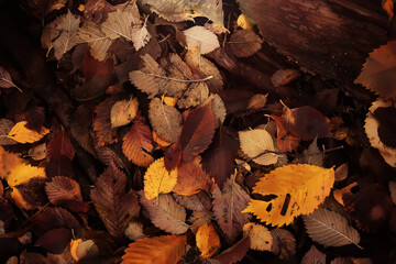 Red and Orange Autumn Leaves Background