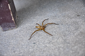 Big spider in hotel in Thailand