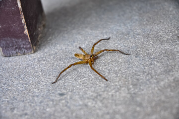 Big spider in hotel in Thailand