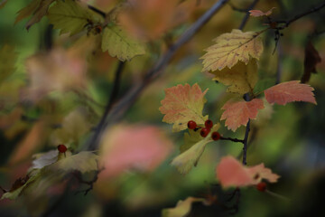 Beautiful autumn landscape with yellow trees and sun. Colorful foliage in the park. Falling leaves natural background