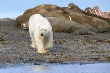 Polar bear and walruses on land, Svalbard, Norway