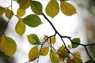 Beautiful autumn landscape with yellow trees and sun. Colorful foliage in the park. Falling leaves natural background