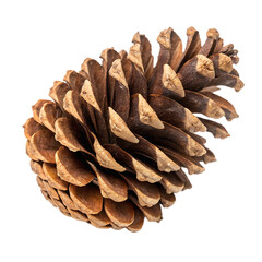 pine cone isolated on white