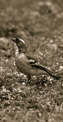 Bird