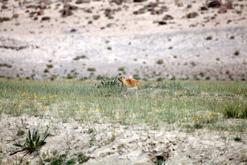 Marmot among the mountains along the Bartang Valley in the Gorno-Badakhshan region in Tajikistan