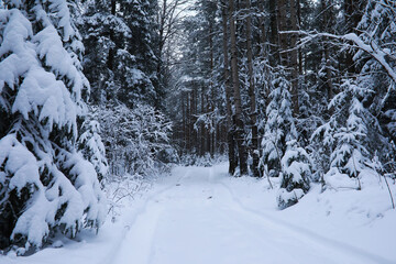 Winter snowy frosty landscape. The forest is covered with snow. Frost and fog in the park.