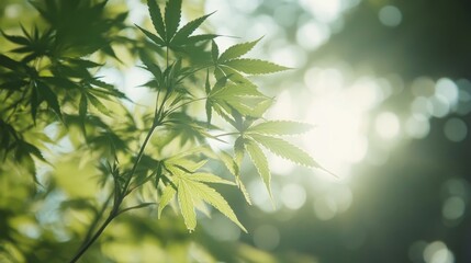 Green Cannabis Leaves, Marijuana Plants Grow Wild Under Sunlight, Natural Background Image