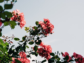 Roses in the garden