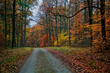Polish golden autumn. Polska złota jesień.